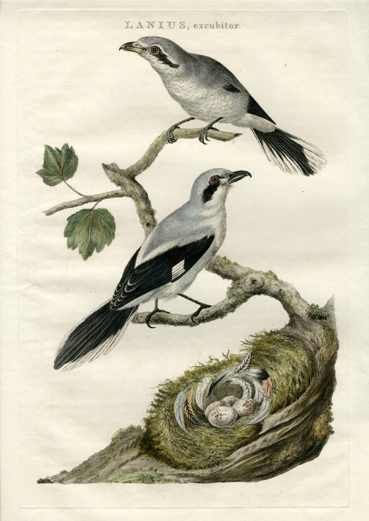 [SEPP and NOZEMAN] Lanius excubitor (Great Grey Shrike) · Pictura ...
