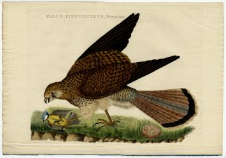 Falco tinnunculus (Kestrel) [SEPP and NOZEMAN, 1770]