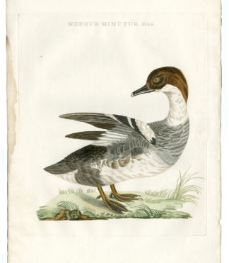 Antique Print-MERGELLUS ALBELLUS-SMEW-DUCK-Nozeman-Sepp-1770