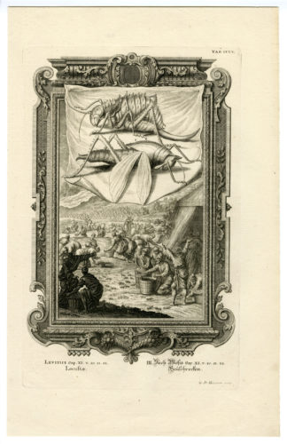Locustae [Johann SCHEUCHZER after HEUMANN, 1731]