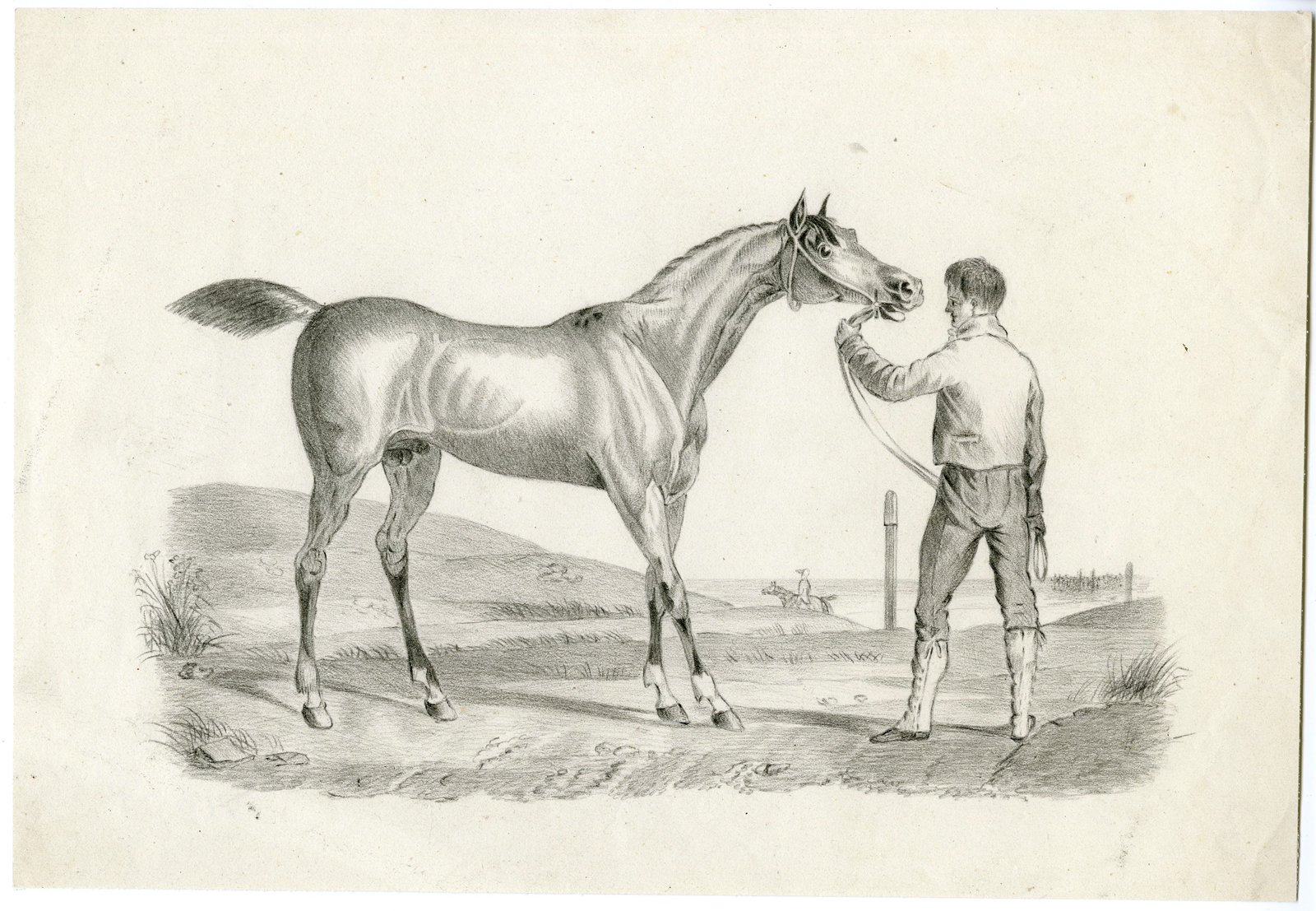 Pcom 781 416x288 Antique drawing - horse - stallion