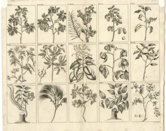 FRUIT-TREE-INDONESIA-SOUTHEAST ASIA-II [After VALENTIJN-VOC, 1724]