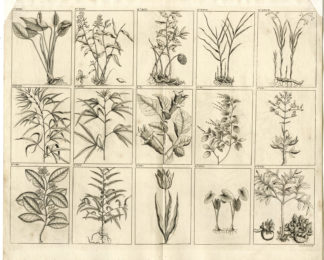 PLANT-INDONESIA-SOUTHEAST ASIA-III [After VALENTIJN-VOC, 1724]