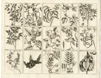 PLANT-TREE-INDONESIA-SOUTHEAST ASIA-IV [After VALENTIJN-VOC, 1724]