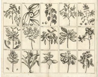 PLANT-TREE-INDONESIA-SOUTHEAST ASIA-V [After VALENTIJN-VOC, 1724]