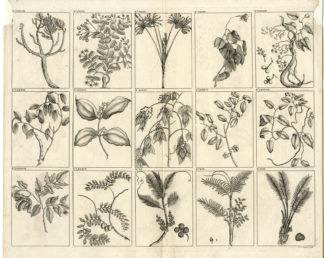 PLANT-TREE-INDONESIA-SOUTHEAST ASIA-VI [After VALENTIJN-VOC, 1724]