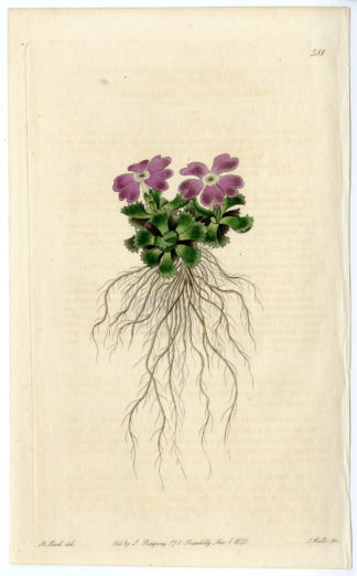 Antique Print-PRIMULA-PRIMPROSE-FLOWER-PLANT-Hart-Watts-1821