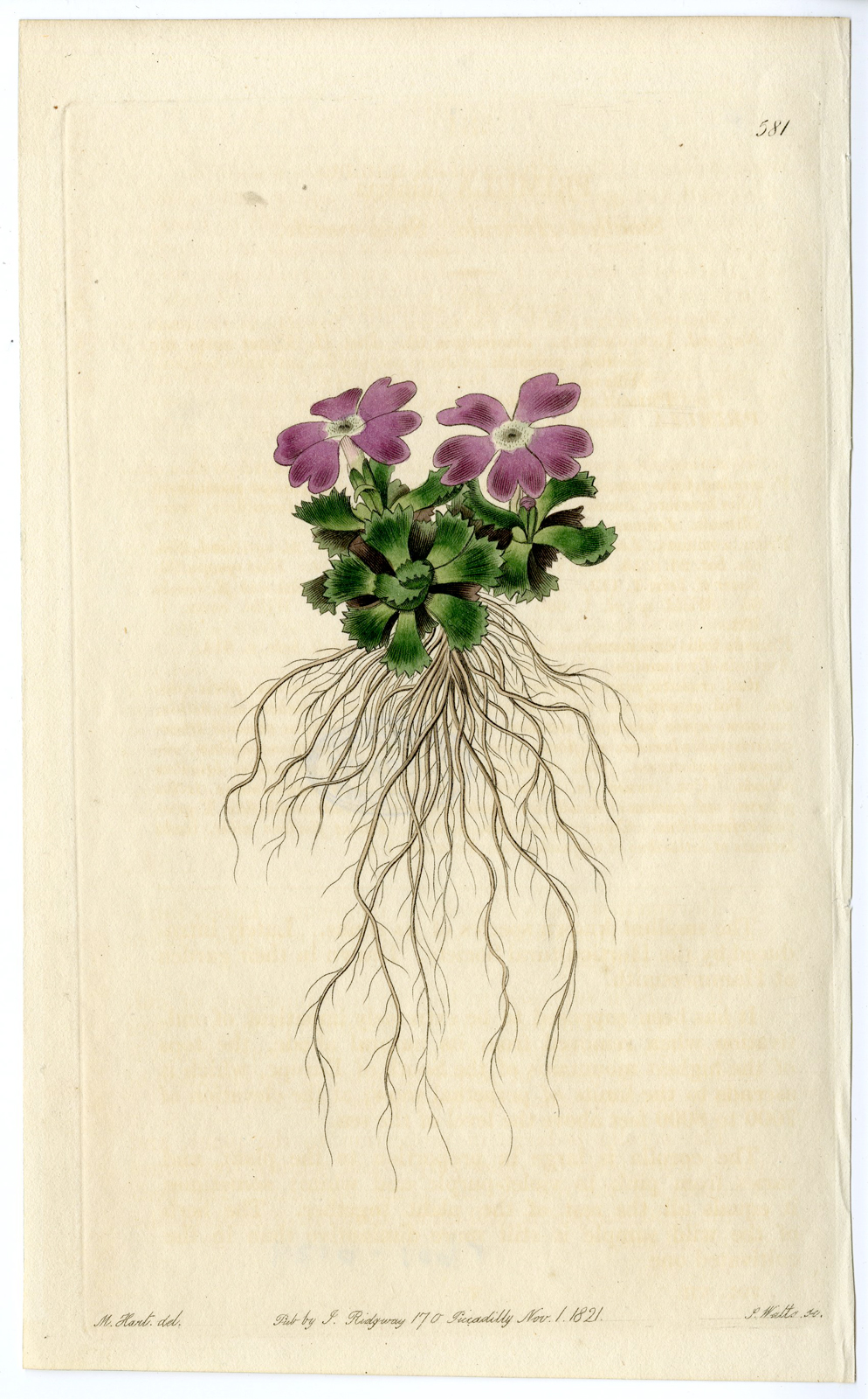 Rbos 0124 416x670 Antique Print-PRIMULA-PRIMPROSE-FLOWER-PLANT-Hart-Watts-1821