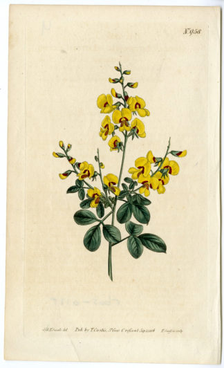 Antique Print-CYTISUS SCOPARIUS-COMMON BROOM-YELLOW-Edwards-Curtis-Sansom-1806