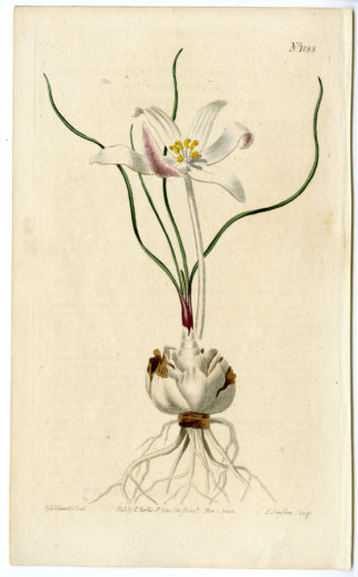 Antique Print-COLCHICUM AUTUMNALE-MEADOW SAFFRON-Edwards-Curtis-Sansom-1808