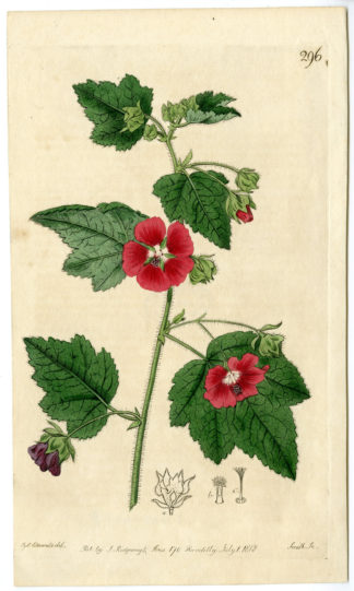 Antique Print-ABUTILON-FLOWERING MAPLE-PLANT-Edwards-Smith-1818