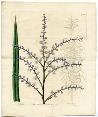 Antique Print-DRAGON TREE-DRACAENA MARGINATA-Hart-Watts-1826
