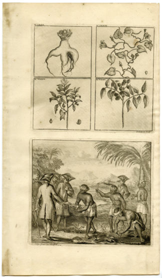 Antique Print - PLANTS-NATIVES-MALUKU ISLANDS-INDONESIA-VALENTIJN-VOC - 1724
