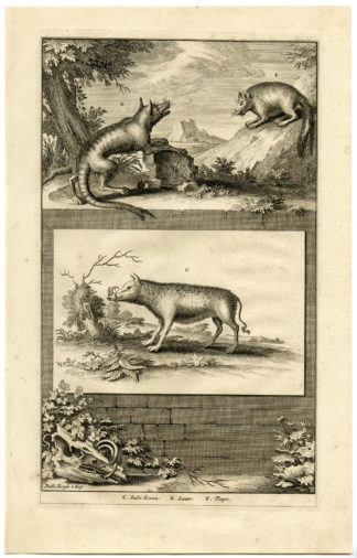 Antique Print - BABIRUSA-MALUKU ISLANDS-INDONESIA-VALENTIJN-VOC - 1724
