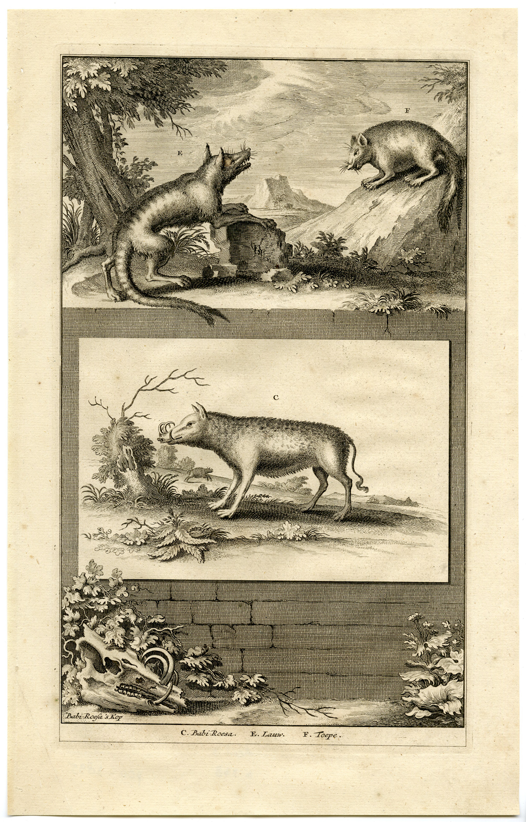 Antique Print - BABIRUSA-MALUKU ISLANDS-INDONESIA-VALENTIJN-VOC - 1724