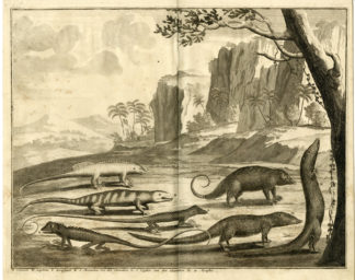 Antique Print - CUSCUS-MONGOOSE-CHAMELEON-LIPANNO-INDONESIA-VALENTIJN-VOC - 1724