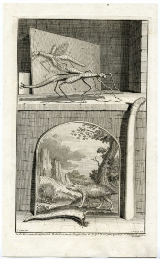 Antique Print - GRASSHOPPER-DOE-HEDGEHOG-TERNATE-INDONESIA-VALENTIJN-VOC - 1724