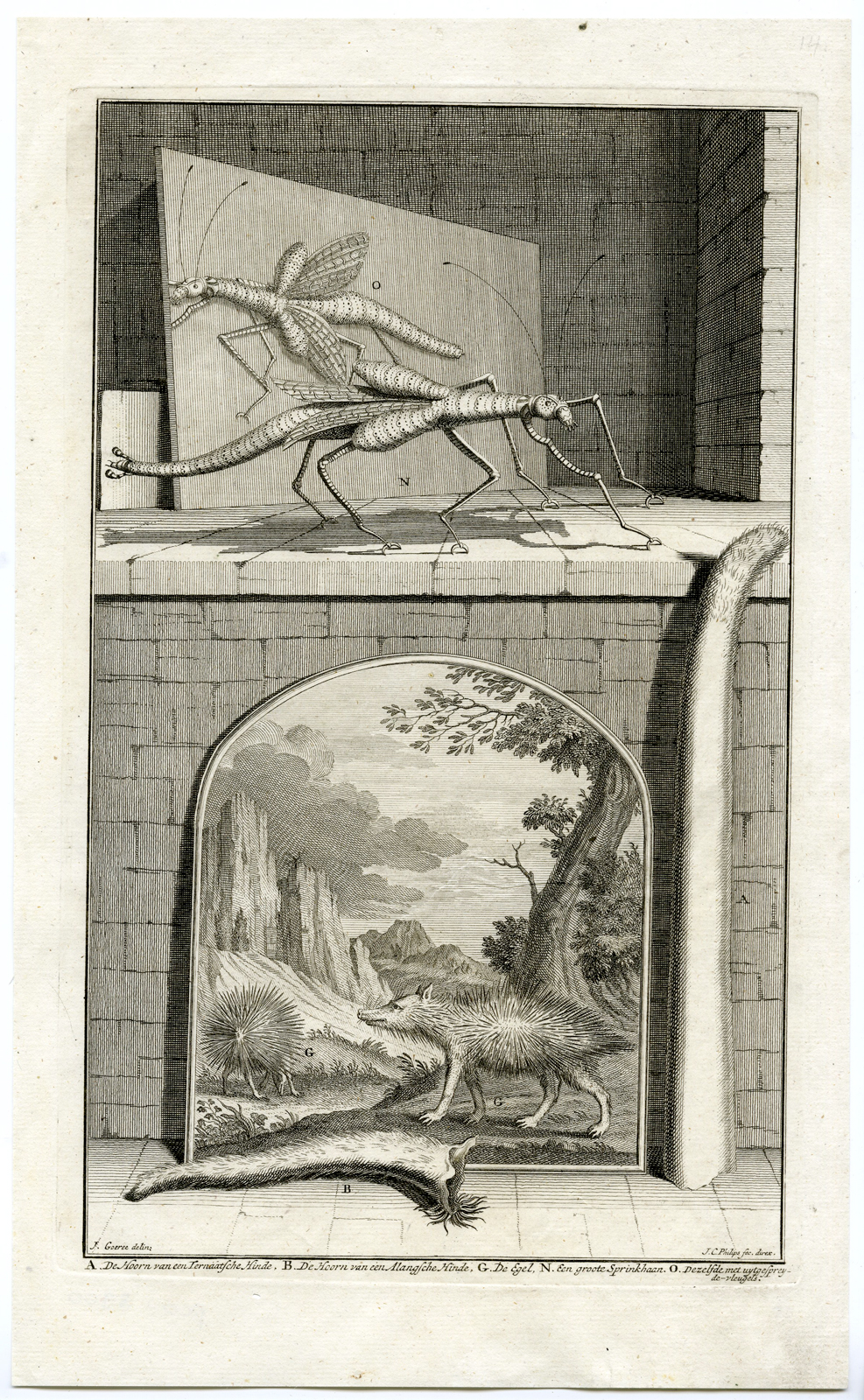 , Antique Print – GRASSHOPPER-DOE-HEDGEHOG-TERNATE-INDONESIA-VALENTIJN-VOC – 1724, Pictura Antique Prints