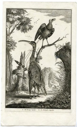 Antique Print - BIRD OF PARADISE-AMBON-MOLUCCAS-INDONESIA-VALENTIJN-VOC - 1724