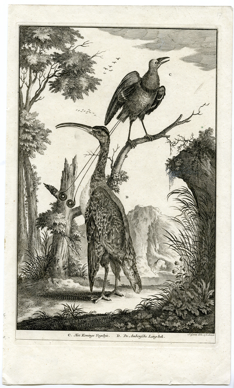 , Antique Print – BIRD OF PARADISE-AMBON-MOLUCCAS-INDONESIA-VALENTIJN-VOC – 1724, Pictura Antique Prints