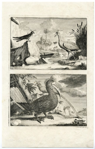 Antique Print - SWALLOW-SWAMPHEN-KAZUWARIS-BIRDS-INDONESIA-VALENTIJN-VOC - 1724