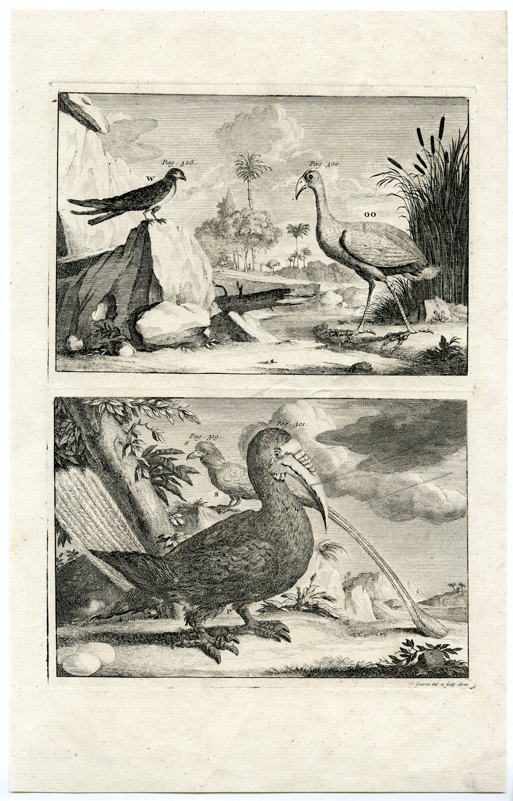 , Antique Print – SWALLOW-SWAMPHEN-KAZUWARIS-BIRDS-INDONESIA-VALENTIJN-VOC – 1724, Pictura Antique Prints