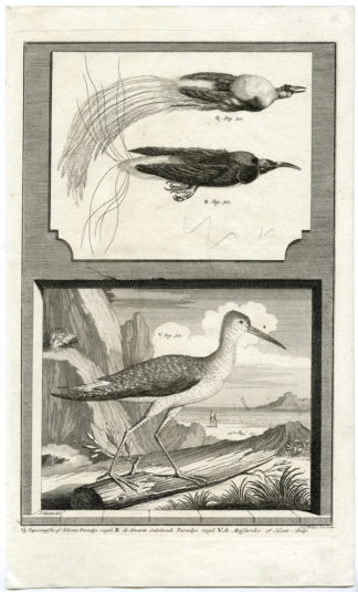 Antique Print - BIRD OF PARADISE-EURASIAN WOODCOCK-INDONESIA-VALENTIJN-VOC - 1724
