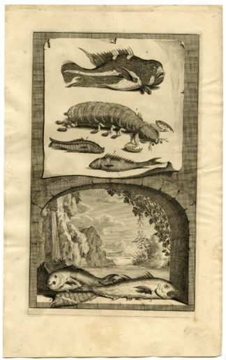 Antique Print - FISH-TROPICAL-INDONESIA-MOLUCCAS-I-VALENTIJN-VOC - 1724