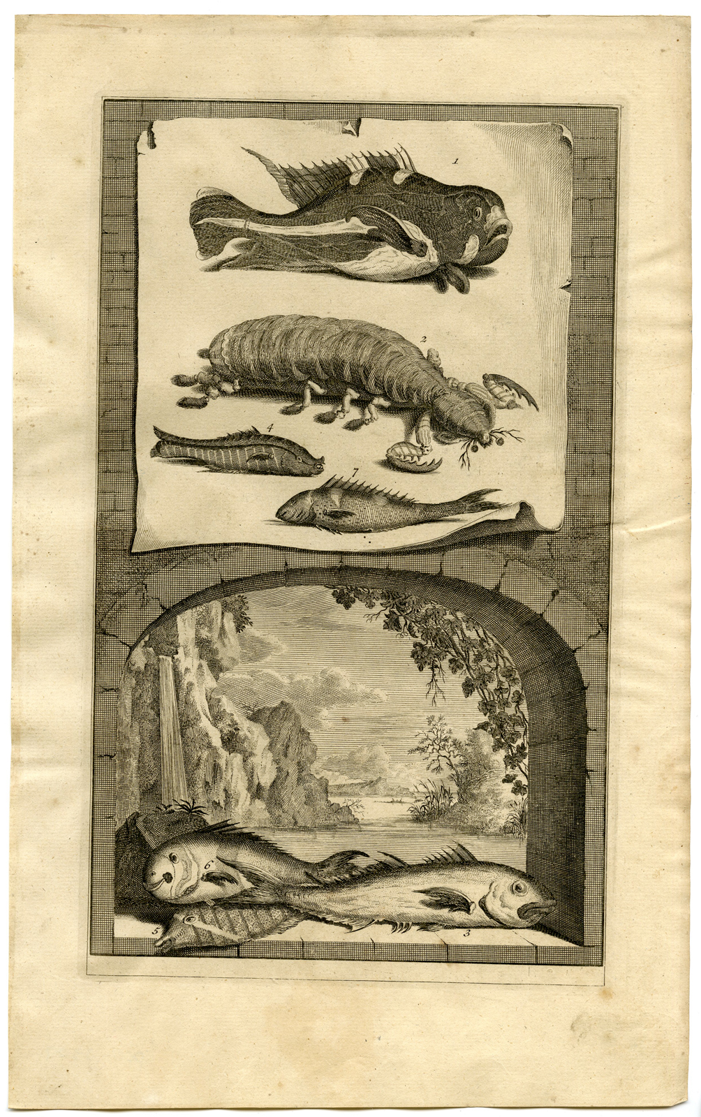 , Antique Print – FISH-TROPICAL-INDONESIA-MOLUCCAS-I-VALENTIJN-VOC – 1724, Pictura Antique Prints