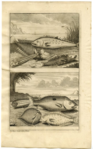 Antique Print - FISH-TROPICAL-INDONESIA-MOLUCCAS-II-VALENTIJN-ELLIGER - 1724