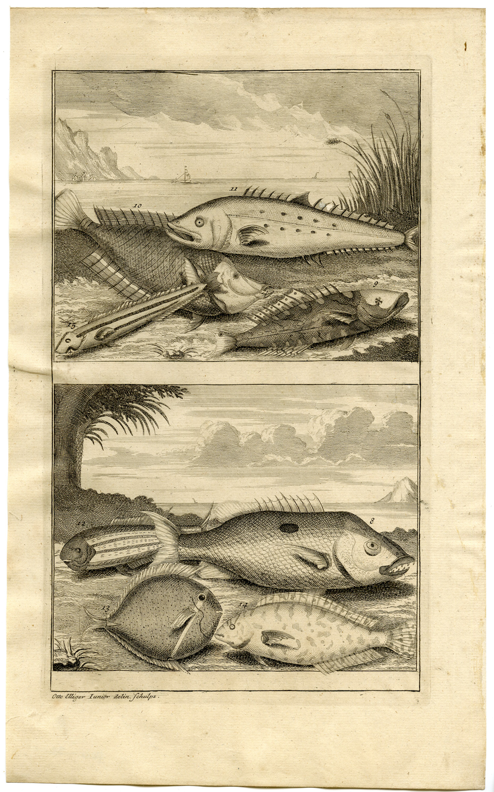, Antique Print – FISH-TROPICAL-INDONESIA-MOLUCCAS-II-VALENTIJN-ELLIGER – 1724, Pictura Antique Prints