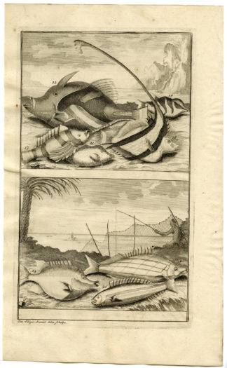 Antique Print - FISH-TROPICAL-INDONESIA-MOLUCCAS-III-VALENTIJN-ELLIGER - 1724