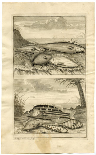 Antique Print - FISH-TROPICAL-INDONESIA-MOLUCCAS-IV-VALENTIJN-ELLIGER - 1724