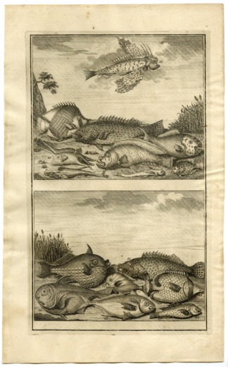 Antique Print - FISH-TROPICAL-INDONESIA-MOLUCCAS-V-VALENTIJN-ELLIGER - 1724