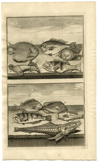 Antique Print - FISH-TROPICAL-INDONESIA-MOLUCCAS-VI-VALENTIJN-ELLIGER - 1724