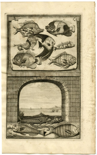 Antique Print - FISH-TROPICAL-INDONESIA-MOLUCCAS-VII-VALENTIJN-ELLIGER - 1724