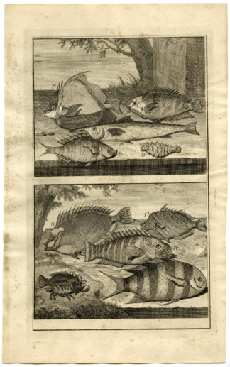Antique Print - FISH-TROPICAL-INDONESIA-MOLUCCAS-VII-VALENTIJN-ELLIGER - 1724
