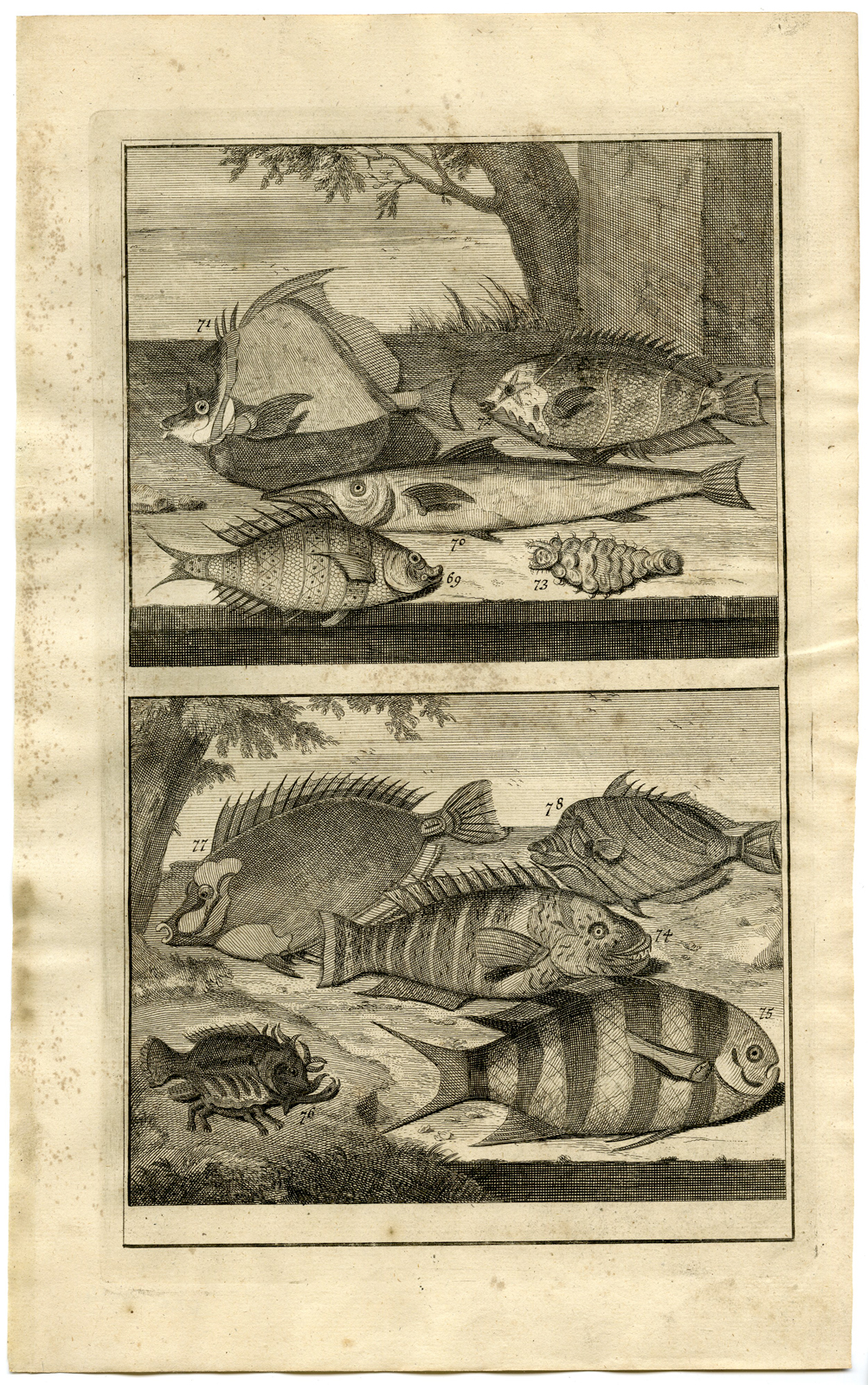 , Antique Print – FISH-TROPICAL-INDONESIA-MOLUCCAS-VII-VALENTIJN-ELLIGER – 1724, Pictura Antique Prints