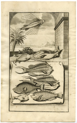 Antique Print - FLYING FISH-TROPICAL-INDONESIA-MOLUCCAS-IX-VALENTIJN-ELLIGER - 1724