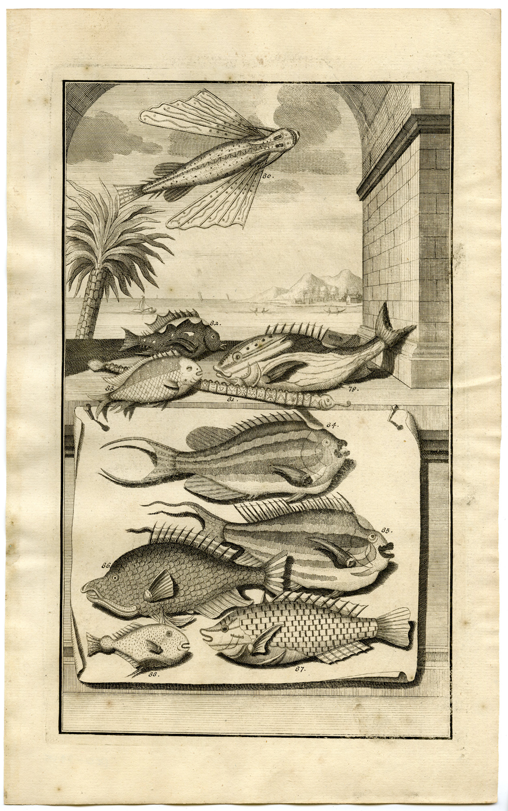 , Antique Print – FLYING FISH-TROPICAL-INDONESIA-MOLUCCAS-IX-VALENTIJN-ELLIGER – 1724, Pictura Antique Prints