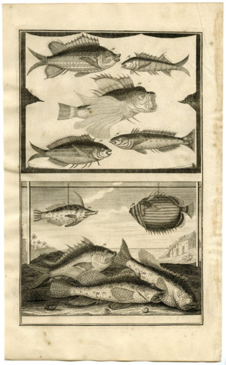 Antique Print - FISH-TROPICAL-INDONESIA-MOLUCCAS-X-VALENTIJN-ELLIGER - 1724