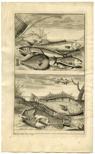 Antique Print - FISH-TROPICAL-INDONESIA-MOLUCCAS-XI-VALENTIJN-ELLIGER - 1724