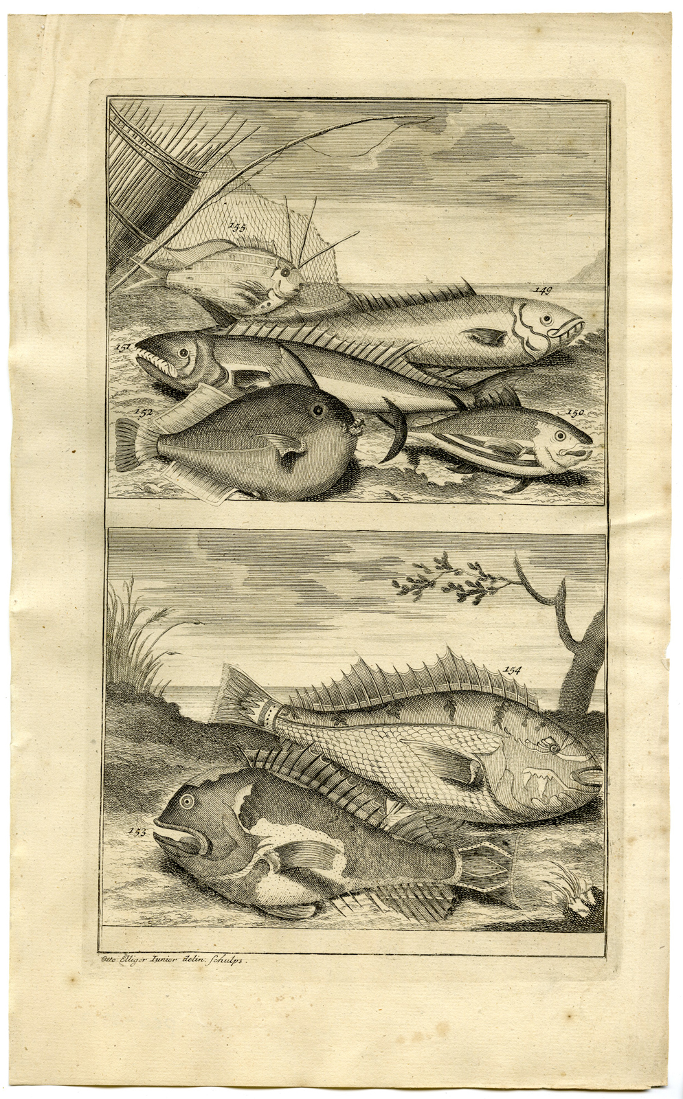 , Antique Print – FISH-TROPICAL-INDONESIA-MOLUCCAS-XI-VALENTIJN-ELLIGER – 1724, Pictura Antique Prints