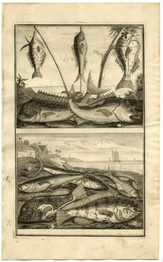 Antique Print - FISH-TROPICAL-INDONESIA-MOLUCCAS-XIII-VALENTIJN-ELLIGER - 1724