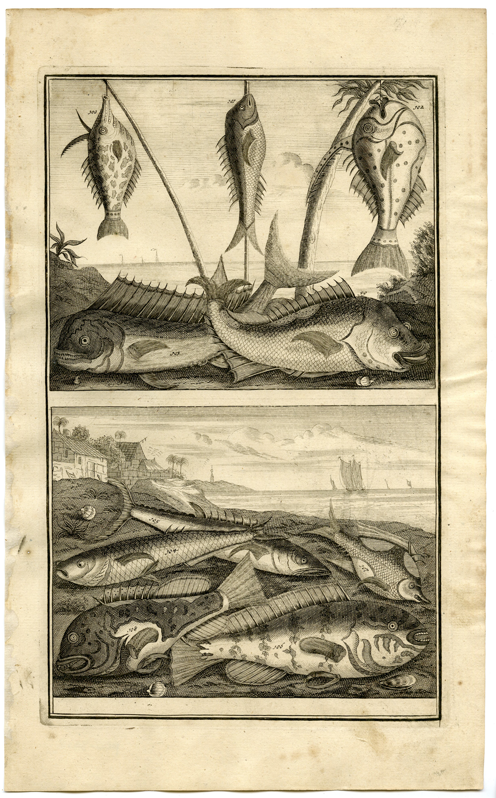 , Antique Print – FISH-TROPICAL-INDONESIA-MOLUCCAS-XIII-VALENTIJN-ELLIGER – 1724, Pictura Antique Prints
