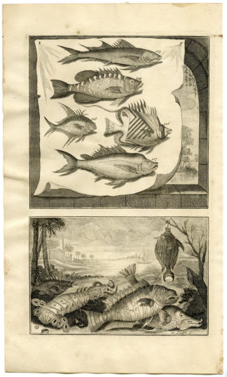 Antique Print - FISH-CRAB-TROPICAL-INDONESIA-MOLUCCAS-XII-VALENTIJN-ELLIGER - 1724