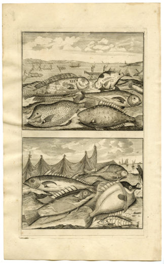 Antique Print - FISH-TROPICAL-INDONESIA-MOLUCCAS-XIV-VALENTIJN-ELLIGER - 1724
