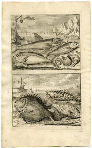 Antique Print - FISH-SEA HORSE-TROPICAL-MOLUCCAS-XV-VALENTIJN-ELLIGER - 1724