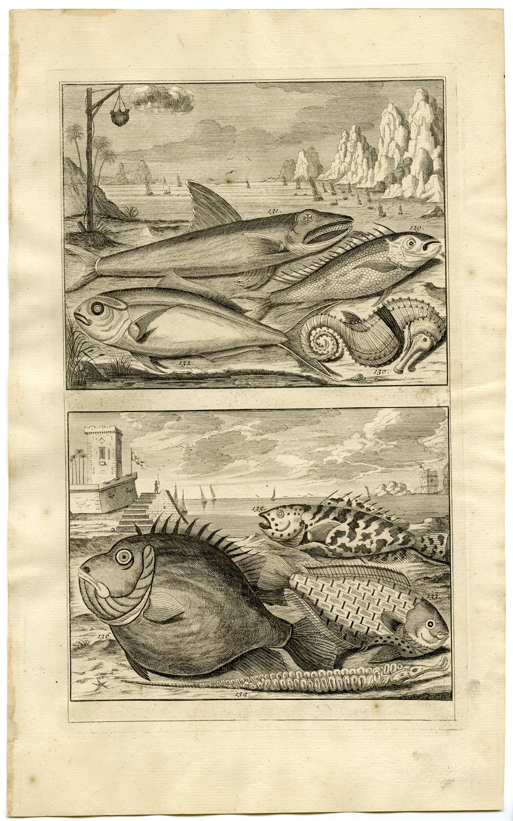 , Antique Print – FISH-SEA HORSE-TROPICAL-MOLUCCAS-XV-VALENTIJN-ELLIGER – 1724, Pictura Antique Prints