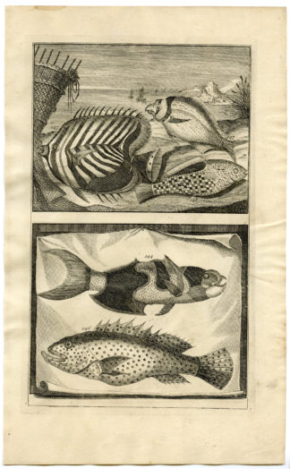 Antique Print - FISH-TROPICAL-INDONESIA-MOLUCCAS-XVII-VALENTIJN-ELLIGER - 1724